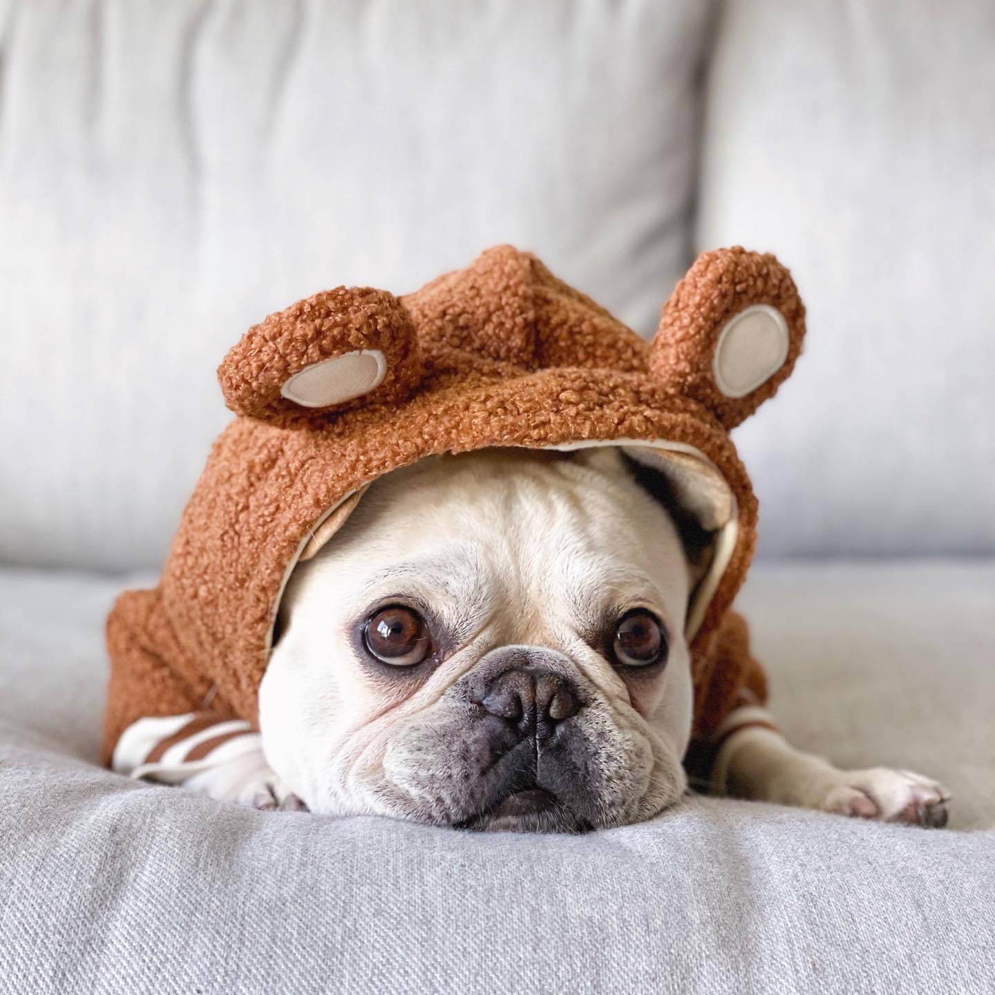 Pet Fashion Brand Fleece-lined Warm Ear-standing Sweater