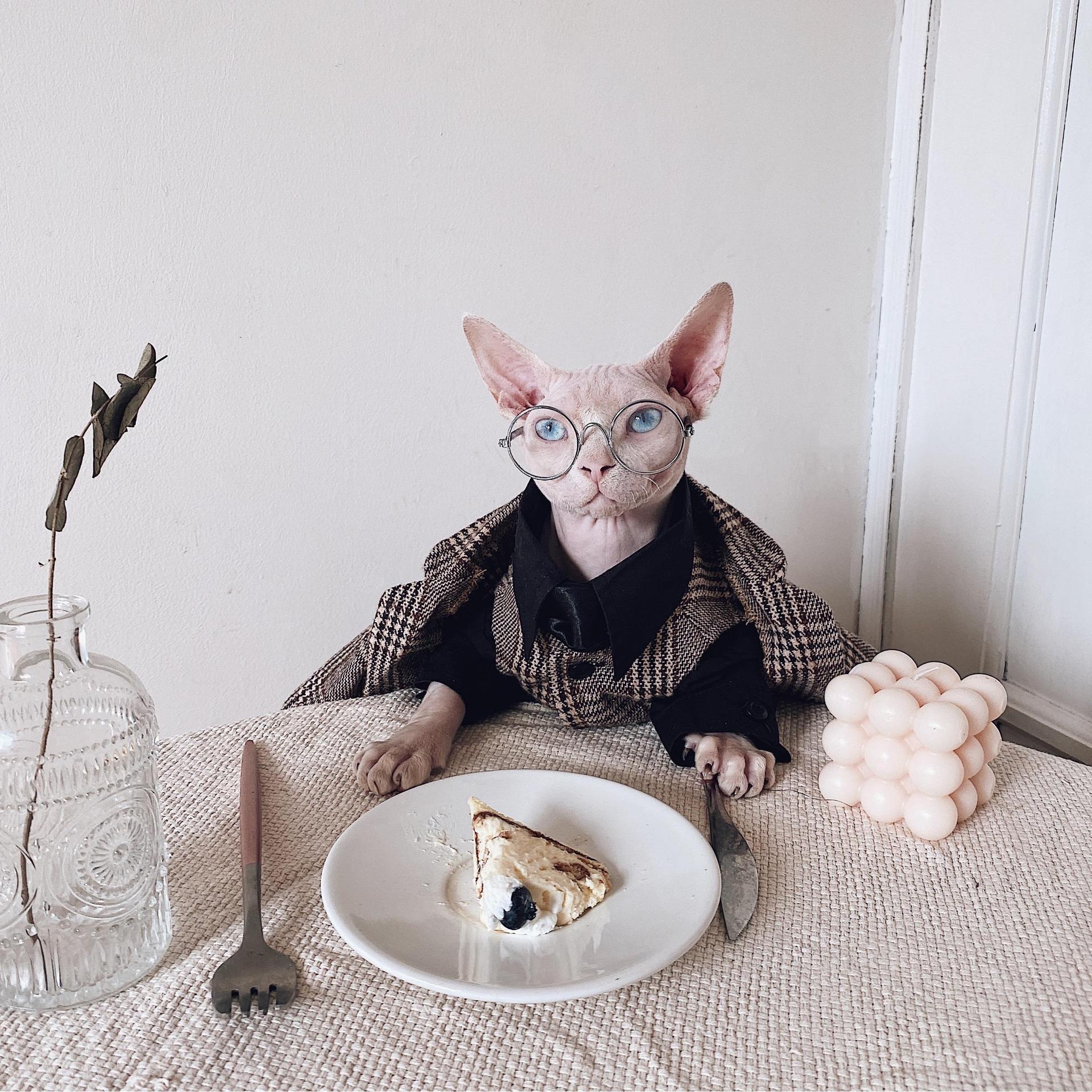 Hairless Cat Clothes Sphinx Cat German Suit Shirt Outfit